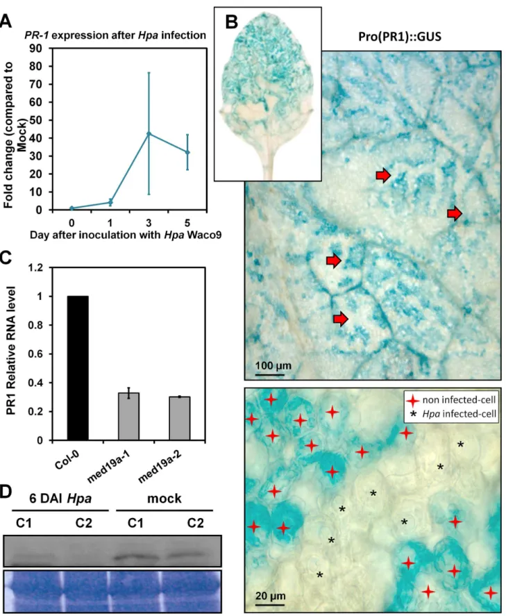 Figure 9. Hpa suppresses PR1 induction in infected cells. (A) qRT-PCR on PR1 gene during a time course of infection of Hpa Waco9 in Arabidopsis Col-0