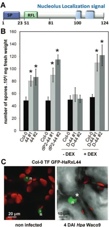 Figure 1. HaRxL44 is a nuclear-HaRxL that enhances plant susceptibility to Hpa. (A) In silico prediction of HaRxL44 protein organization