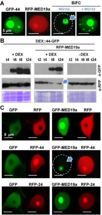 Figure 3. HaRxL44 destabilizes MED19a in planta. (A) Subcellular localisation of GFP-HaRxL44 (in green), RFP-MED19a (in red), and  YFPc-HaRxL44 + YFPn-MED19a (BiFC, yellow) obtained by transient expression in N