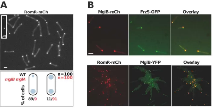 Figure 4. RomR interacts with both MglB and MglA independently. A functional RomR His6 was expressed from its endogenous promoter in the romR mutant respectively in otherwise WT, mglA and mglB mutant backgrounds and used in co-purification assays as descri