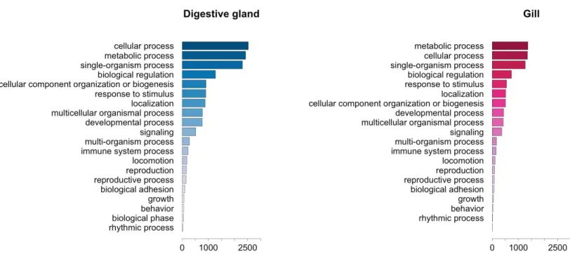 Figure 4 Graphical representation of the GO terms (general sub-categories in Biological Process ontology) most represented in transcripts differentially expressed for each mussel tissue according to the microarray analysis