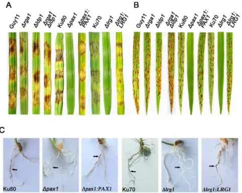 Figure 7. Subcellular localization of LIM proteins in M. oryzae . A.