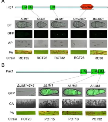 Figure 8. Functional analysis of the domains in Lrg1 and Pax1.