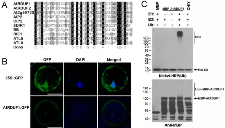 Figure 1. Analysis of the AtRDUF1 protein. (A) Alignment of the RING finger domains of the AtRDUF1 homologs in Arabidopsis
