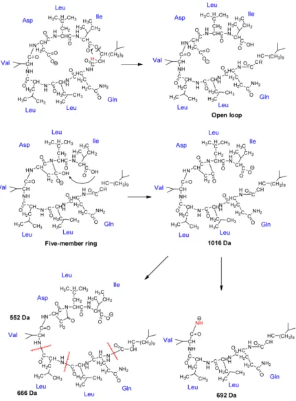 Figure 4 shows the pathways rationalizing the fragmentation of M in negative ion mode