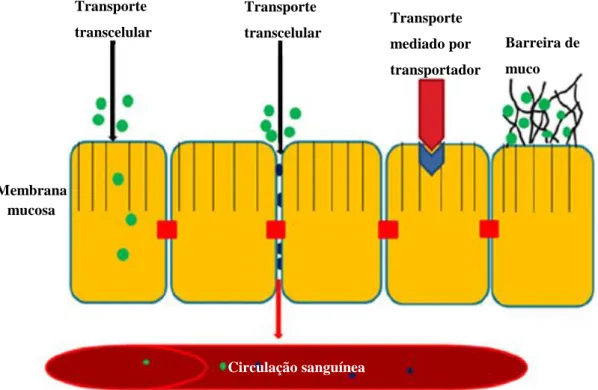 Figura 3 - Mecanismos biológicos de transporte de substâncias (adaptado de Muheem et al.,  2014).Transporte transcelular Transporte transcelular  Transporte  mediado por  transportador  Barreira de muco Circulação sanguínea Membrana  mucosa 