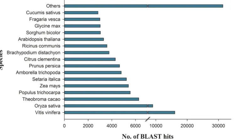 Fig 1. Annotations and BLAST top hits of onion transcripts with other species. This figure shows species distribution of onion transcripts with other species by BLASTx