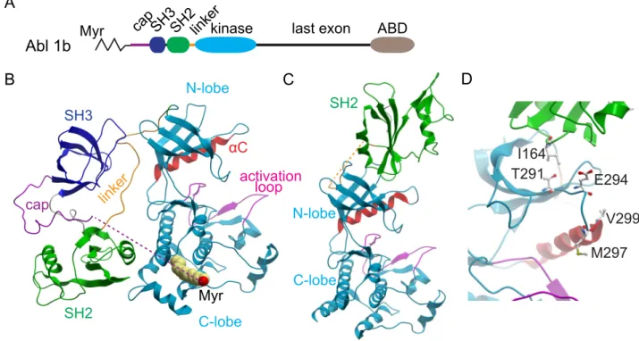 Figure 1. Domain organization and crystal structures of Abl kinase. A The c-Abl isoform Ib is characterized by myristoylation (Myr) on Gly-2 of the N-terminal capping region (cap)