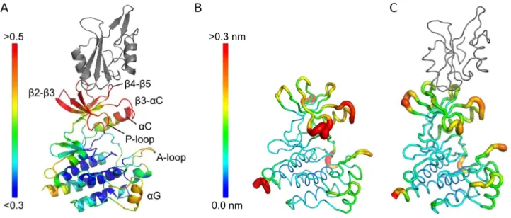 Figure 2. Allosteric coupling and flexibility of c-Abl. A Allosteric couplings of residues in the CD to the SH2 domain