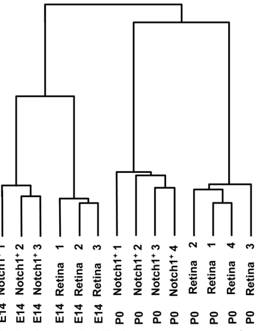 Fig 3. Hierarchical clustering of 6,301 differentially expressed genes showed that Notch1 + cells grouped near the same developmental stage retina cluster