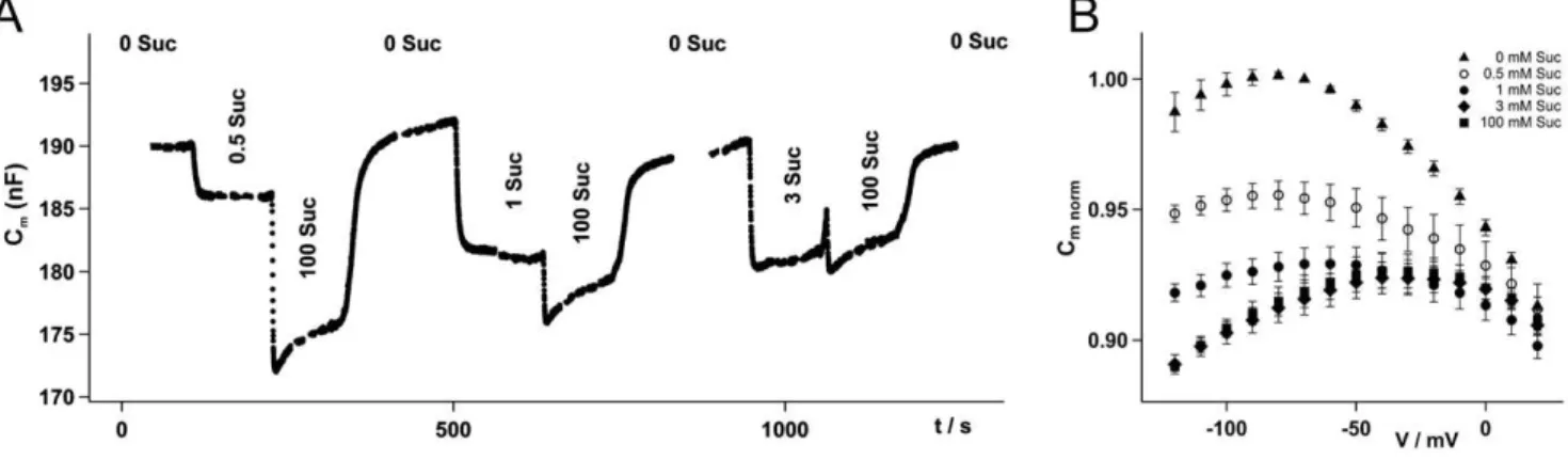 Figure 1. Sucrose dependent membrane capacitance changes in ZmSUT1 expressing oocytes