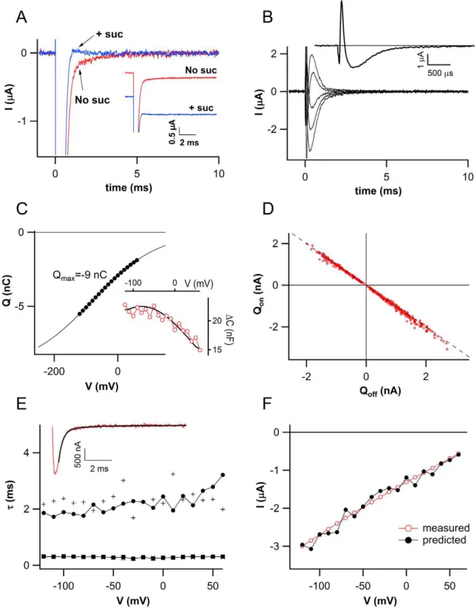 Figure 3. Presteady-state currents of ZmSUT1. A) Inset: currents recorded in the absence (No suc) and in the presence of saturating sucrose concentration (+suc)