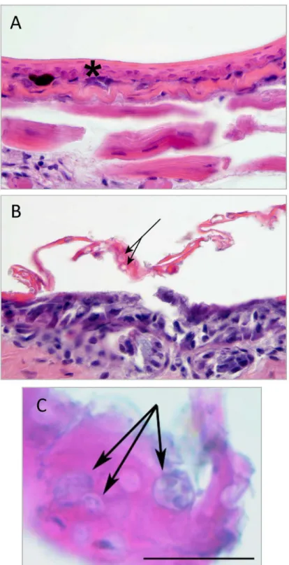Fig 3. Skin histology. A – C. Skin section from the ventral hind limb skin of Ptychadena sp