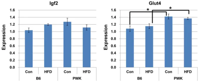 Figure 7. Igf2 and Glut4 expression in muscle of B6 and PWK mice fed a control diet or a HFD