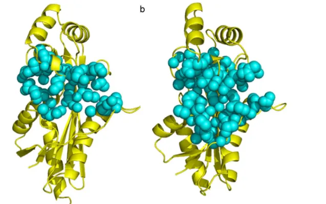 Fig 9. Binding pocket analysis of YhdE in the open state (a) and in the closed state (b)