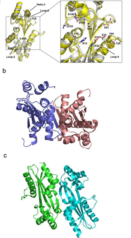 Fig 1. The structural comparison of YhdE-E33A in the open-state (yellow, PDB code:4P0U) and in the close state (white, PDB code:4P0E)[8]