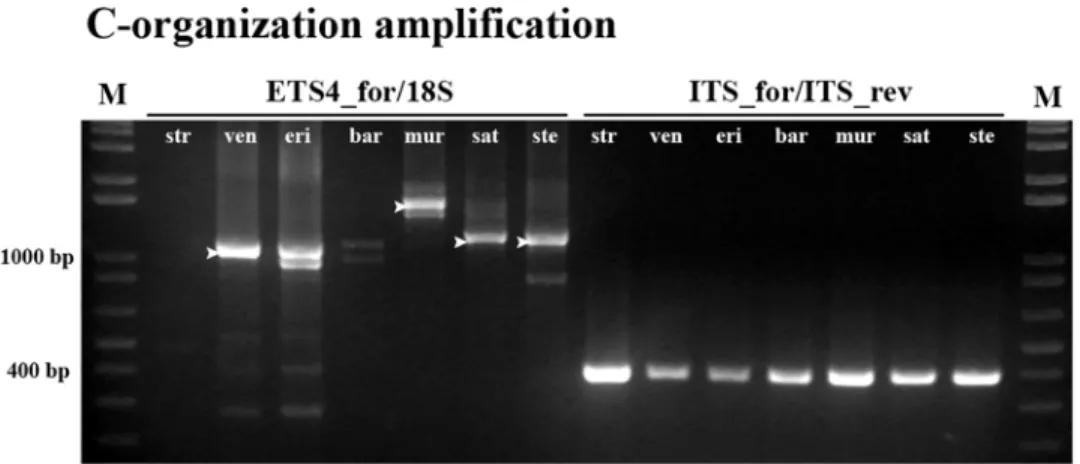 Fig 8. C-organization specific amplification. PCR amplification obtained with primers ETS4_for/18S (2–8) and primers ITS2_for/ITS2_rev (9–15); 16 –molecular marker 1Kb+