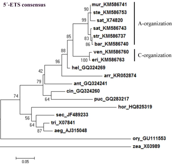 Fig 9. 5’-ETS consensus tree. Maximum-likelihood consensus tree based on 5’-ETS from A