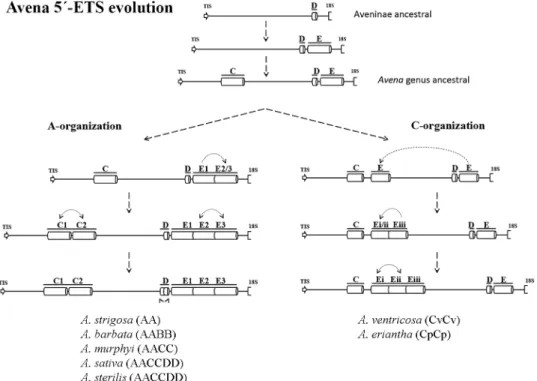 Fig 12. Avena 5’-ETS evolution. Representation of the proposed succession of events leading to the establishment of 45S rDNA 5’-ETS A- and C-organization.