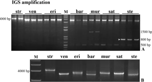 Fig 2. IGS complete sequence. PCR amplification of the complete IGS sequence from A. strigosa (str); A.