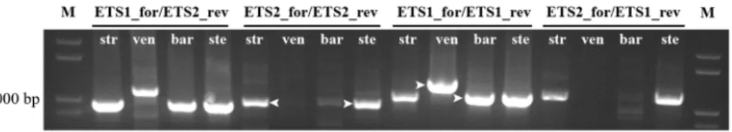 Fig 3. Partial 5’-ETS sequence. PCR amplification of partial 5’-ETS obtained with the following primers combinations: ETS1_for/ETS2_rev; ETS2_for/ETS2_rev; ETS1_for/ETS1_rev; and ETS2_for/ETS1_rev on A