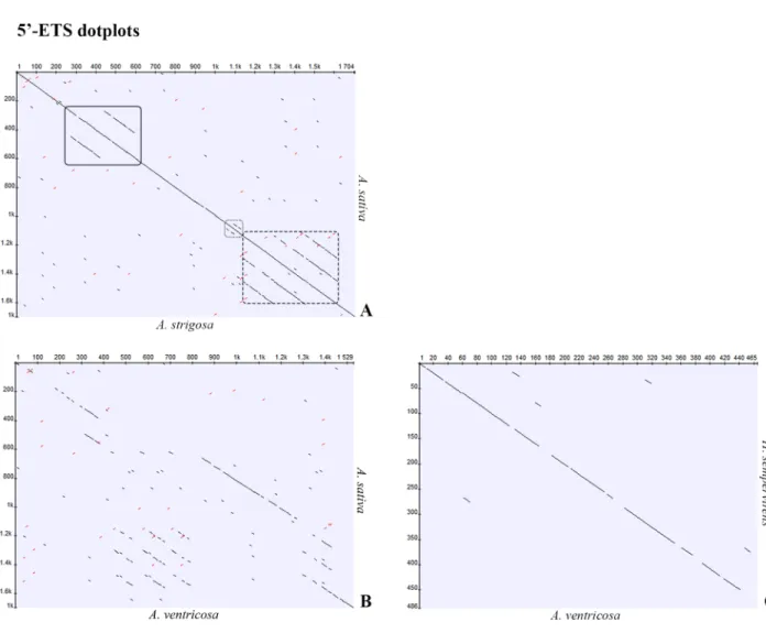 Fig 6. 5’-ETS sequence dotplots. Dotplots (min length 8, identity 100%) of the 5’-ETS sequences in comparison between the published sequence of A