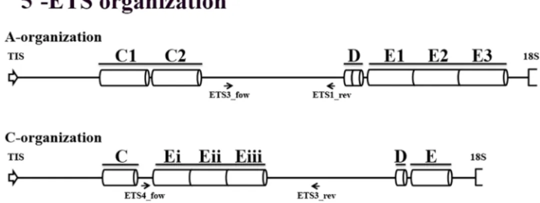 Fig 7. 5’-ETS organization types. Representation of 45S rDNA 5’-ETS organization in species with A- A-genome (A-organization) and in diploid species with C-A-genome (C-organization)