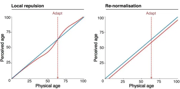 Figure 1. A schematic illustration of the predicted changes in perceived age after adapting to a moderately old  face, if facial age aftereffects follow (left) a locally repulsive or (right) a re-normalising pattern