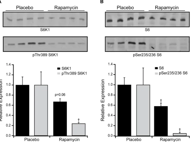 Figure 2. Effect of rapamycin on myocardial mTOR signaling in normal mice. Western blots and grouped data are shown for S6K1 and Thr389 phosphorylated S6K1 (A), or S6 and Ser235/236 phosphorylated S6 (B) in rapamycin (8 mg/kg/day PO, n = 4) versus placebo 