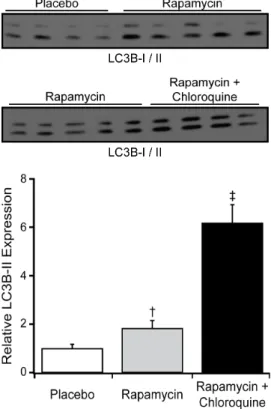 Table 1. Effect of rapamycin in TAC mice with heart failure (TAC-HF).