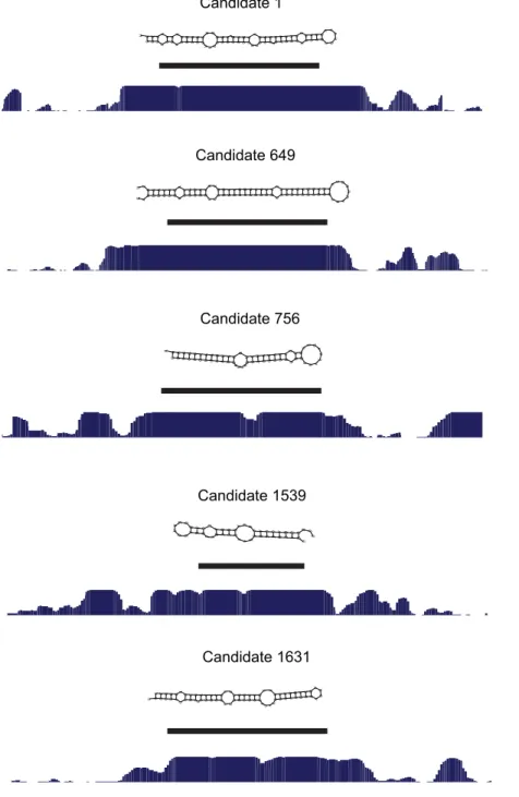 Figure 3. Predicted secondary structures and conservation profiles of five candidate pre-miRNA genes