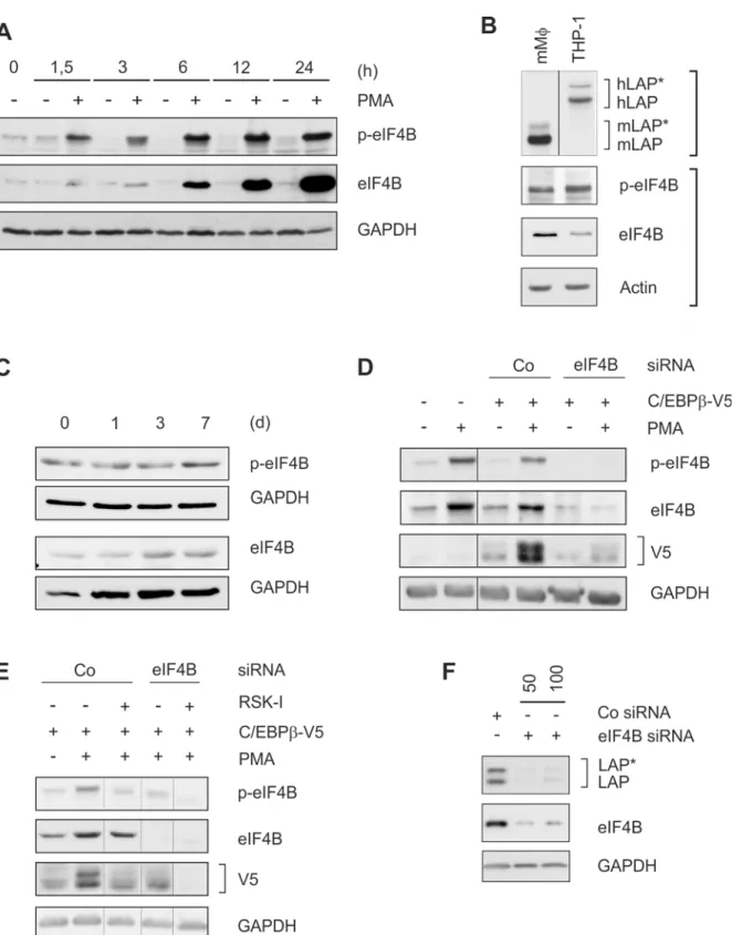 Fig 4. Phosphorylated eIF4B is required for enhanced C/EBPβ-LAP*/LAP expression. (A) THP-1 monocytic cells were incubated for 24 h ± PMA, and the amounts of (p-)eIF4B were detected (n = 3)