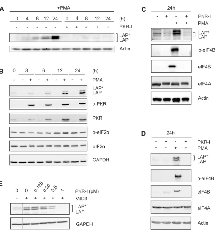 Fig 5. PKR inhibition prevents C/EBPβ and eIF4B expression. (A) THP-1 cells were incubated with PMA ± 1 μM PKR inhibitor (PKR-I) up to 24 h, and the levels of LAP * /LAP were determined (n = 3)