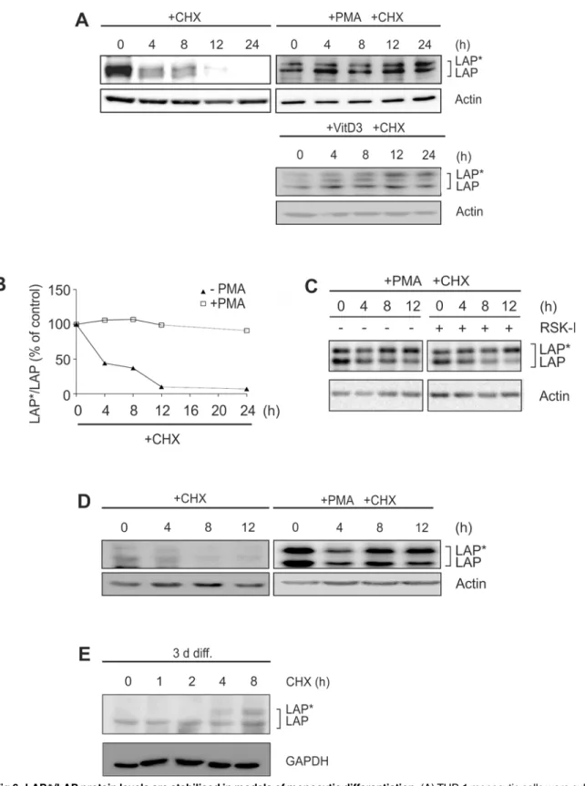 Fig 6. LAP * /LAP protein levels are stabilised in models of monocytic differentiation
