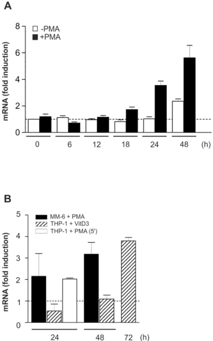 Fig 2. Modest and retarded increase in C/EBPβ mRNA under differentiation-inducing conditions