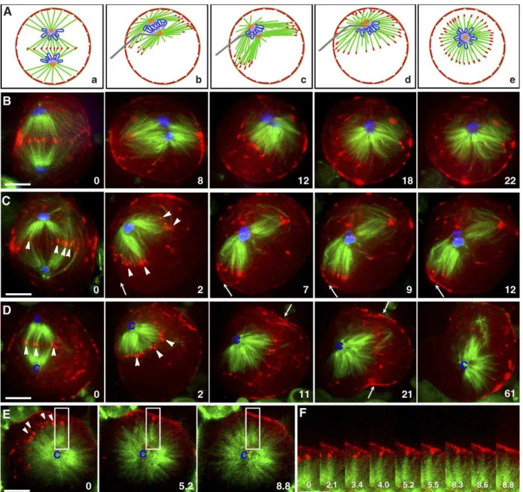 Figure 6. Redistribution of Cortical Actin, but Not Equatorial Stimulation, Was Dependent on Microtubule Dynamics