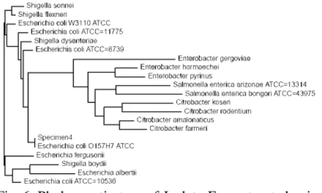 Fig. 8:  Phylogenetic tree of Isolate H constructed using  neighbour  joining  method,  showing  99.6% 