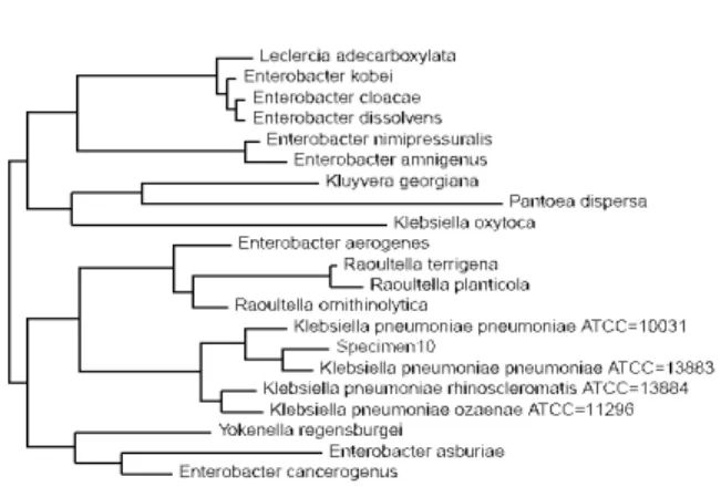 Fig. 15:  Phylogenetic  tree  of  Isolate  O  constructed  using  neighbour  joining  method,  showing  99.57% similarity with K