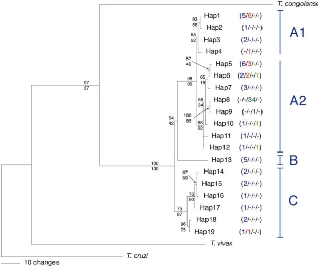 Figure 2. Phylogenetic tree of 87 Trypanosoma brucei isolates. 50% majority rule consensus tree from the Bayesian analysis of 812 bp of kDNA (CO1) for Trypanosoma brucei and three congeneric outgroups