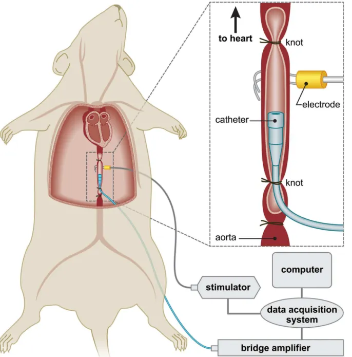 Fig 1. Schematic illustration of the set-up performing electrical stimulation of the aorta