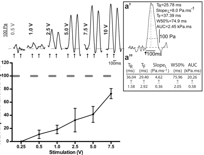Fig 2. Effect of varying stimulation voltage on magnitude of the contractile response of the aorta