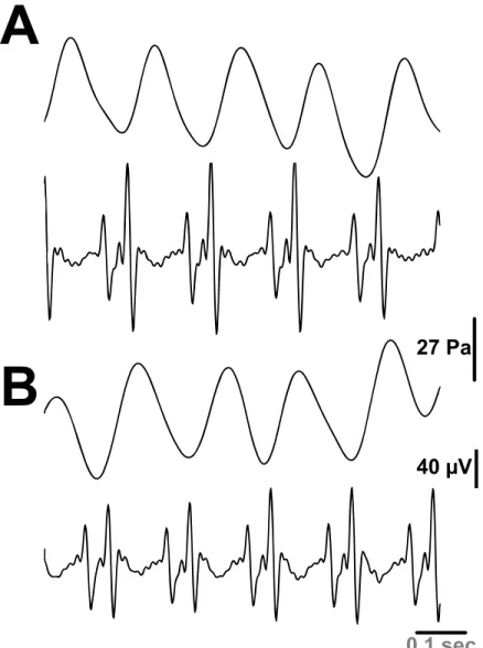 Fig 3. Spontaneous rhythmic contractions (pulse pressure) of the aorta correlated to ECG