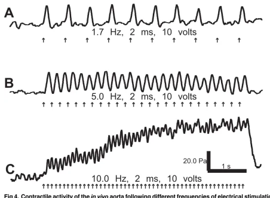 Fig 4. Contractile activity of the in vivo aorta following different frequencies of electrical stimulation.