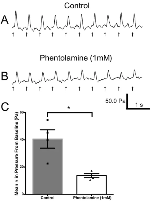 Fig 6. Suppression of electrically evoked aortic contractions by phentolamine. (A) Rhythmic phasic contractions elicited in the aorta by a 5s pulse train (1.7 Hz, 2 msec, 10 volts), the amplitude of which was reduced by topical application of 1 mL of 1 mM 