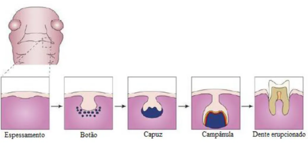 Figura 1- Processo de desenvolvimento dentário. Adaptado de (Sánchez et al., 2010). 