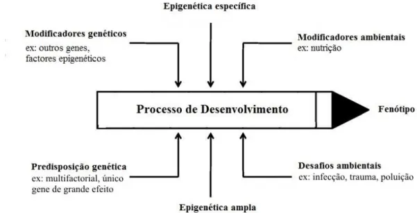 Figura 3- Etiologia das anomalias dentárias. Adaptado de (Brook, 2009). 