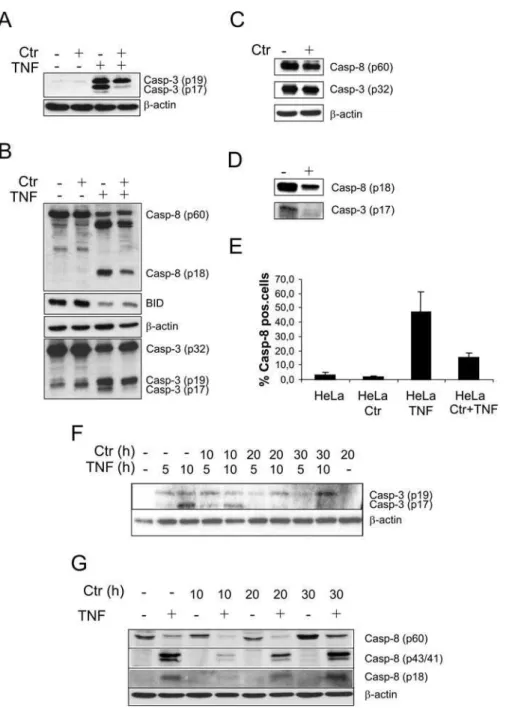 Figure 1. Reduced Activation of Caspase-3 in Infected Cells