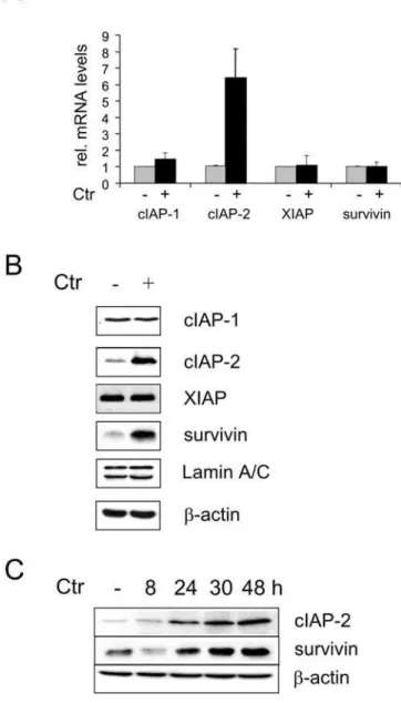 Figure 2. Infection-Induced Up-regulation of cIAP-2