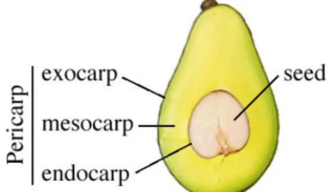 Figura 1. Morfologia do fruto do abacateiro. (Retirado de Storey, 1974) 