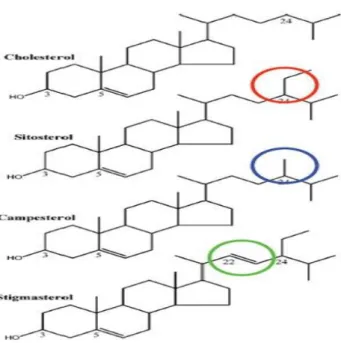 Figura 4. Estrutura química dos fitosteróis predominantes em frutos 